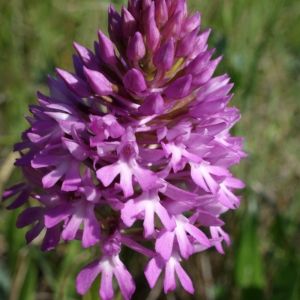 Photographie n°764224 du taxon Anacamptis pyramidalis (L.) Rich. [1817]