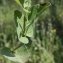  Liliane Roubaudi - Aristolochia paucinervis Pomel [1874]