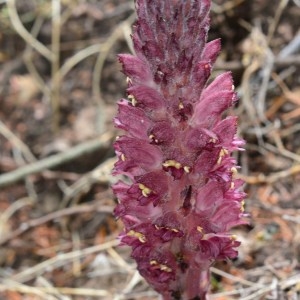 Photographie n°764263 du taxon Orobanche rigens Loisel. [1807]