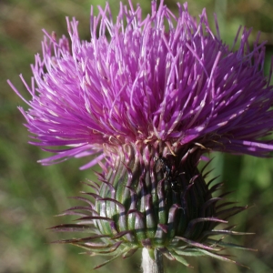 Carduus nigrescens subsp. vivariensis (Jord.) Bonnier & Layens (Chardon du Vivarais)