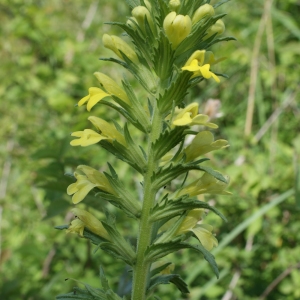 Photographie n°764461 du taxon Parentucellia viscosa (L.) Caruel [1885]