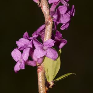 Photographie n°764566 du taxon Daphne mezereum L. [1753]