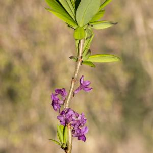 Photographie n°764567 du taxon Daphne mezereum L. [1753]