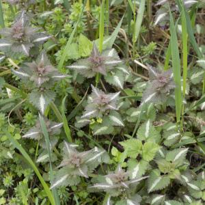 Photographie n°764569 du taxon Lamium maculatum (L.) L. [1763]