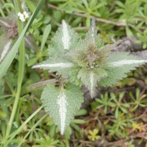 Photographie n°764570 du taxon Lamium maculatum (L.) L. [1763]