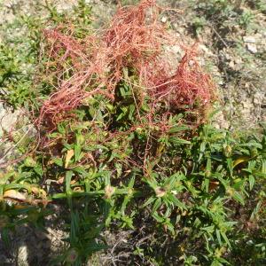  - Cuscuta approximata subsp. approximata 