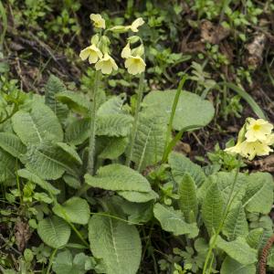 Photographie n°764586 du taxon Primula elatior (L.) Hill