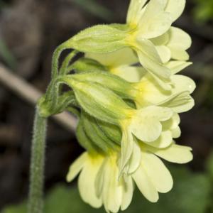 Photographie n°764587 du taxon Primula elatior (L.) Hill