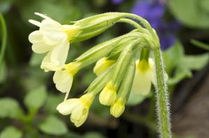 Jean-Jacques Houdré, le 11 avril 2016 (Arlempdes)