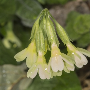 Photographie n°764595 du taxon Primula elatior (L.) Hill