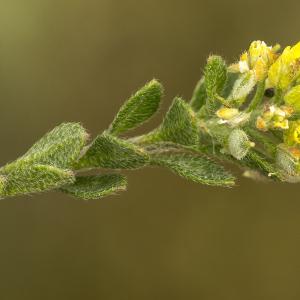 Photographie n°764623 du taxon Alyssum simplex Rudolphi [1799]