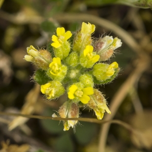 Photographie n°764625 du taxon Alyssum simplex Rudolphi [1799]