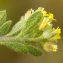  Jean-Jacques Houdré - Alyssum simplex Rudolphi [1799]