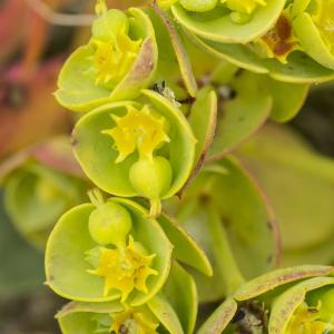 Photographie n°764636 du taxon Euphorbia segetalis subsp. portlandica (L.) Litard. [1936]