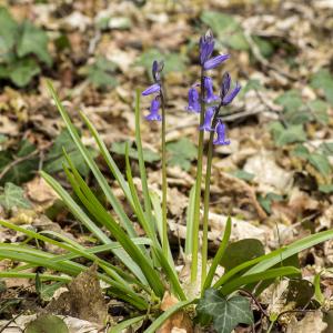 Photographie n°764644 du taxon Hyacinthoides non-scripta (L.) Chouard ex Rothm. [1944]