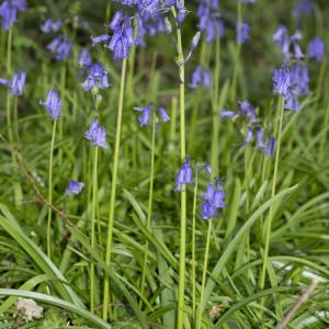 Photographie n°764651 du taxon Hyacinthoides non-scripta (L.) Chouard ex Rothm. [1944]