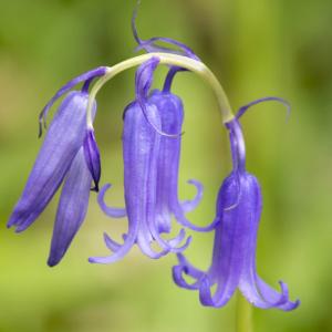 Photographie n°764652 du taxon Hyacinthoides non-scripta (L.) Chouard ex Rothm. [1944]