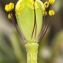  Jean-Jacques Houdré - Papaver dubium L.