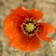  Jean-Jacques Houdré - Papaver dubium L.