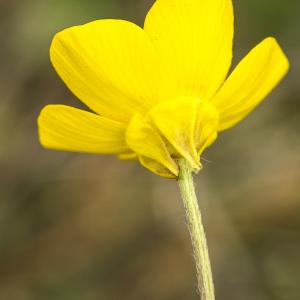 Photographie n°764689 du taxon Ranunculus bulbosus L. [1753]