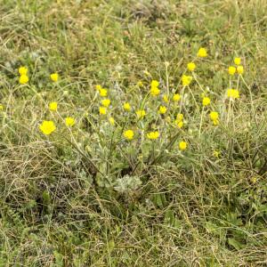 Photographie n°764692 du taxon Ranunculus bulbosus L. [1753]