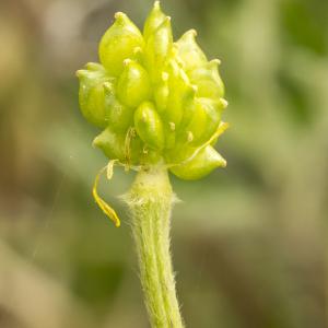 Photographie n°764694 du taxon Ranunculus bulbosus L. [1753]