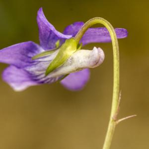 Photographie n°764709 du taxon Viola riviniana Rchb. [1823]