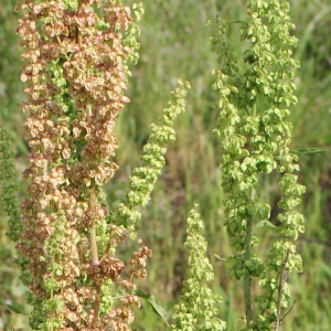 Photographie n°764713 du taxon Rumex crispus L. [1753]