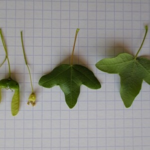 Photographie n°764853 du taxon Acer monspessulanum L.