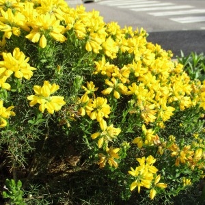 Photographie n°764960 du taxon Genista hispanica L.