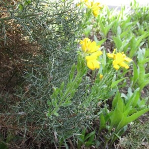 Photographie n°764961 du taxon Genista hispanica L.