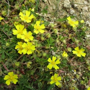 Photographie n°764972 du taxon Potentilla verna L.