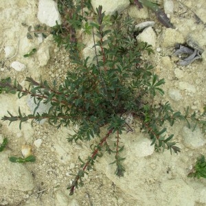 Photographie n°764975 du taxon Hypericum perforatum L.