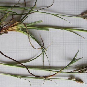 Photographie n°764979 du taxon Carex glauca Scop.