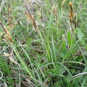 Photographie n°764980 du taxon Carex glauca Scop.