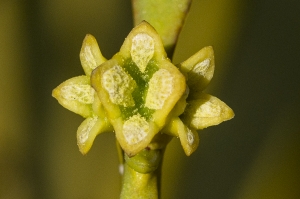 Jean-Jacques Houdré, le 26 mars 2016 (Chambles (Biesse))