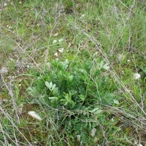 Photographie n°765010 du taxon Galega officinalis L.