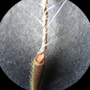 Photographie n°765016 du taxon Erodium moschatum (L.) L'Hér.