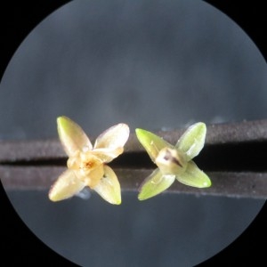 Sagina apetala subsp. erecta F.Herm. (Sagine dressée)