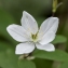  Jean-Jacques Houdré - Isopyrum thalictroides L.