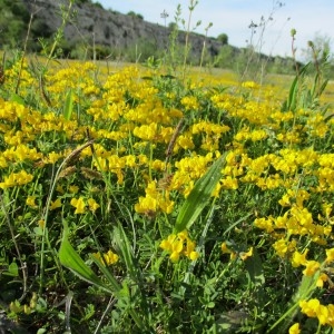 Photographie n°765050 du taxon Hippocrepis comosa L.
