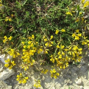 Photographie n°765054 du taxon Hippocrepis comosa L.