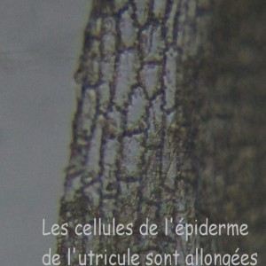 Photographie n°765066 du taxon Carex otrubae Podp.