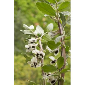 Vicia faba var. minor Peterm.