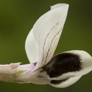 Photographie n°765078 du taxon Vicia faba var. minor Beck