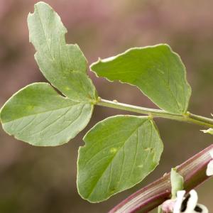 Photographie n°765079 du taxon Vicia faba var. minor Beck