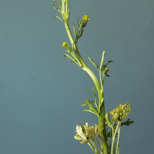 Photographie n°765097 du taxon Ranunculus sceleratus L.