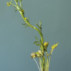 Photographie n°765098 du taxon Ranunculus sceleratus L.