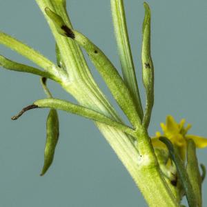 Photographie n°765099 du taxon Ranunculus sceleratus L.