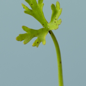 Photographie n°765101 du taxon Ranunculus sceleratus L.